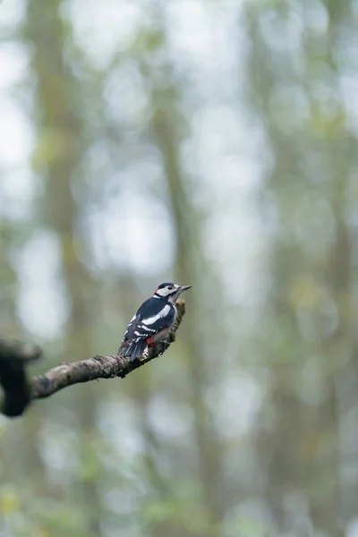 Gran pájaro carpintero moteado en rama en el bosque . —  Fotos de Stock