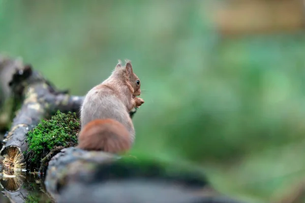 Red squirrel on mossy tree trunk in forest. — 图库照片