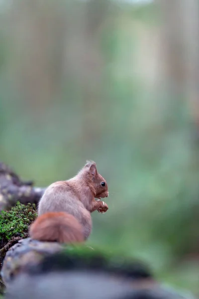 Ardilla roja sobre tronco musgoso en el bosque . — Foto de Stock