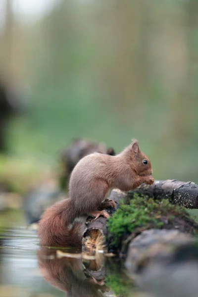 Red squirrel on mossy edge of pond in forest. — 图库照片