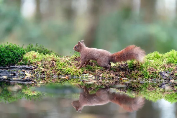 Rotes Eichhörnchen läuft auf bemoostem Teichrand im Wald. — Stockfoto