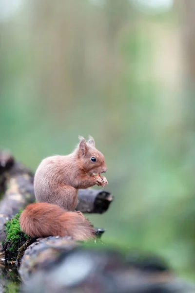 Czerwona wiewiórka na pniu mszystego drzewa w lesie. — Zdjęcie stockowe