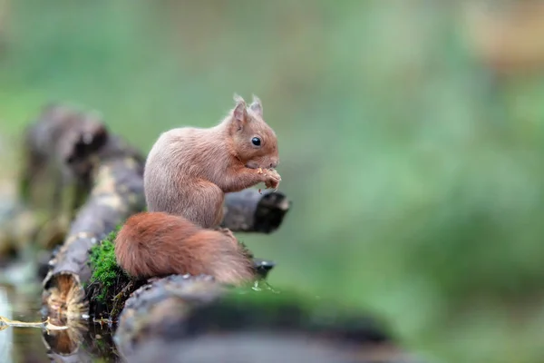 Esquilo vermelho no tronco da árvore musgosa na floresta . — Fotografia de Stock