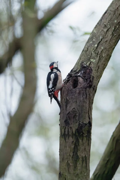 Great spotted woodpecker hangs on tree trunk in forest. — ストック写真