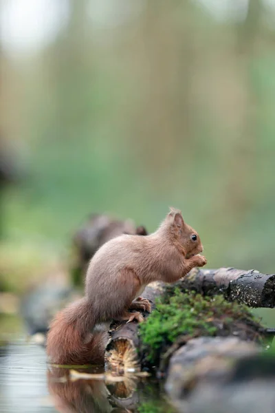 Red squirrel on mossy edge of pond in forest. — 图库照片