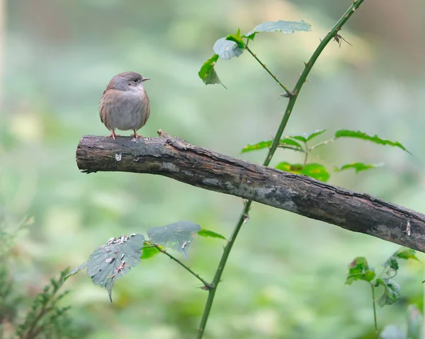 Dunnock on branch between bushes. Side view. — 图库照片