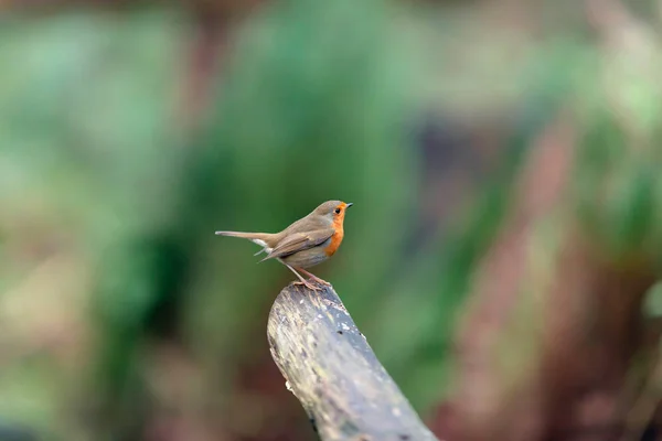 Robin Redbreast en la rama en el bosque. Vista lateral . — Foto de Stock