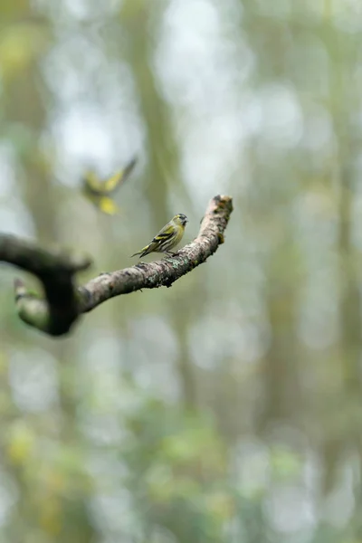 Mężczyzna siskin na gałąź w las. — Zdjęcie stockowe