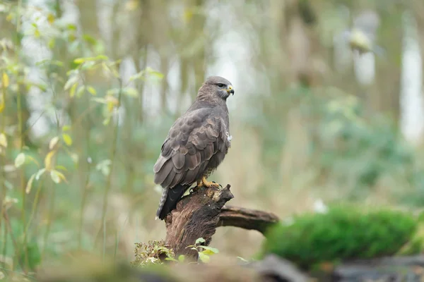 Buzzard sits on tree stump in forest. Side view. — Stock Photo, Image