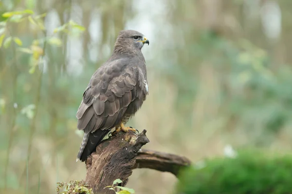 Buzzard senta-se no toco da árvore na floresta. Vista lateral . — Fotografia de Stock