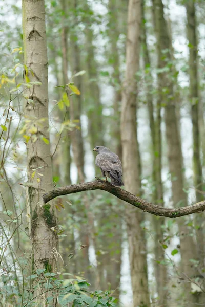 Buzzard est assis sur une branche dans la forêt. Vue latérale . — Photo