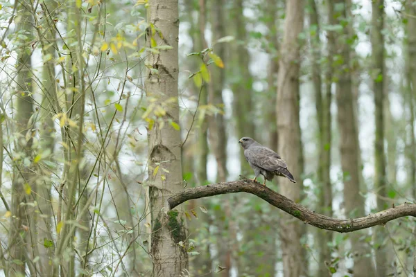 Buzzard sits on branch in forest. Side view. — ストック写真
