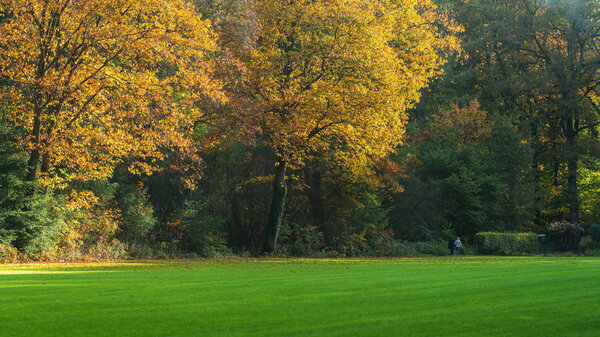 Sunny meadow with orange colored leaves of autumn trees.