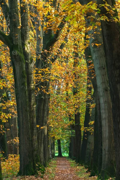 Weg mit abgefallenem Laub im Herbstwald. — Stockfoto