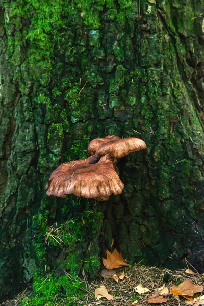 Μανιτάρια σε βρύα φλοιό παλιού δέντρου. — Φωτογραφία Αρχείου