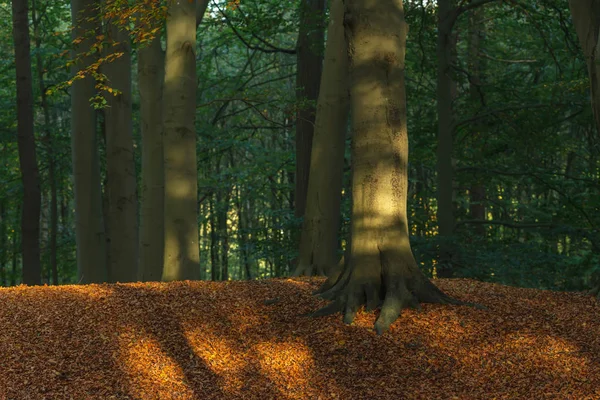 Sunlight on tree trunk in autumn forest with ground covered in b — 스톡 사진