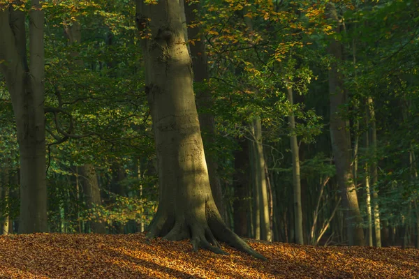 Luz solar no tronco da árvore na floresta de outono com o solo coberto em b — Fotografia de Stock