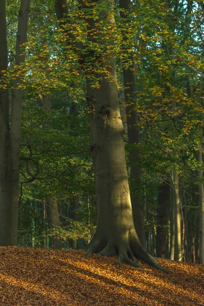 La luz del sol en el tronco del árbol en el bosque de otoño con suelo cubierto en b —  Fotos de Stock