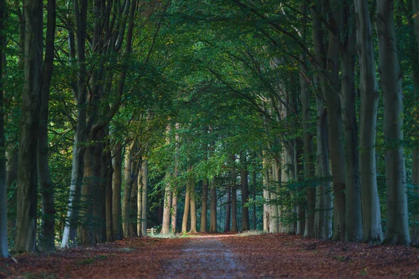 Caminho florestal arenoso coberto com folhas castanhas caídas durante o início — Fotografia de Stock