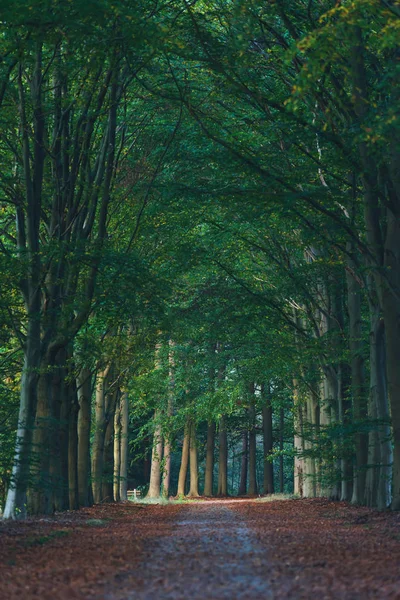 Sandy forest path covered with brown fallen leaves during early — Stock Photo, Image