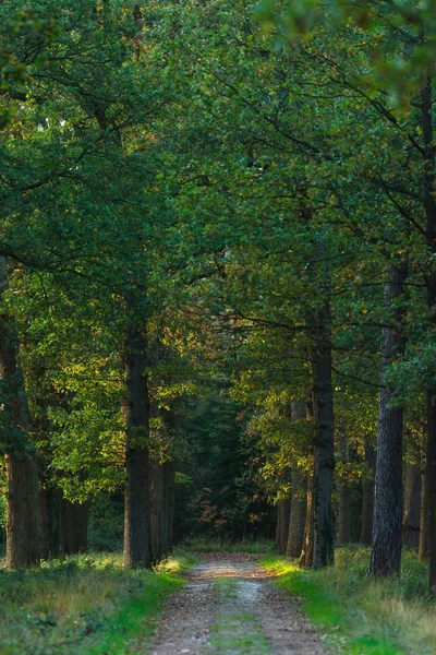 Caminho de floresta ensolarado com algumas folhas caídas durante o início do outono . — Fotografia de Stock