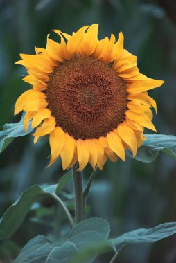 Çiçek açan bir ayçiçeğinin yakın çekimi.