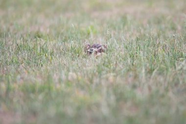 Uyarı tavşanı çayırda oturuyor.