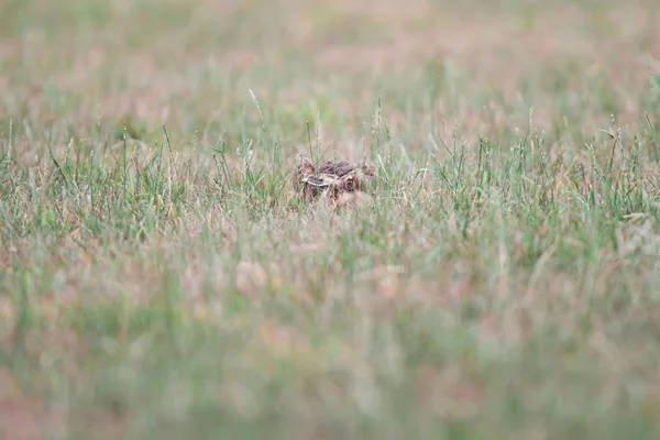 Alerta lebre senta-se no prado . — Fotografia de Stock