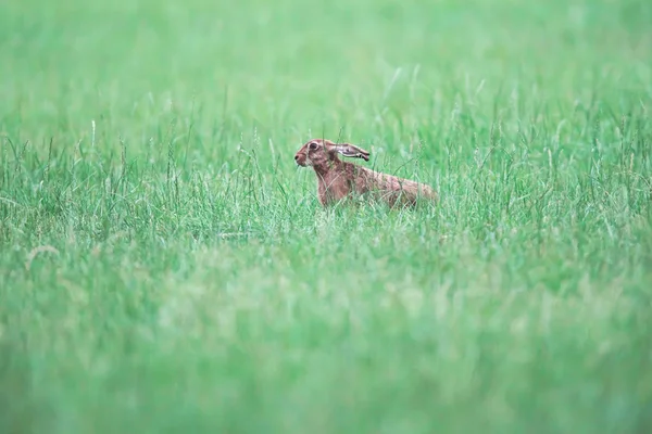 Lièvre d'alerte avec les oreilles plates dans la prairie . — Photo