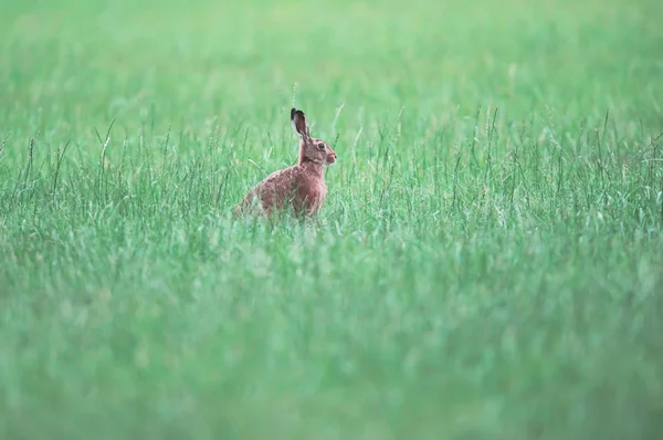 Alert hare sits in a meadow.