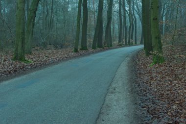 Sisli bir kış ormanında boş bir yol.