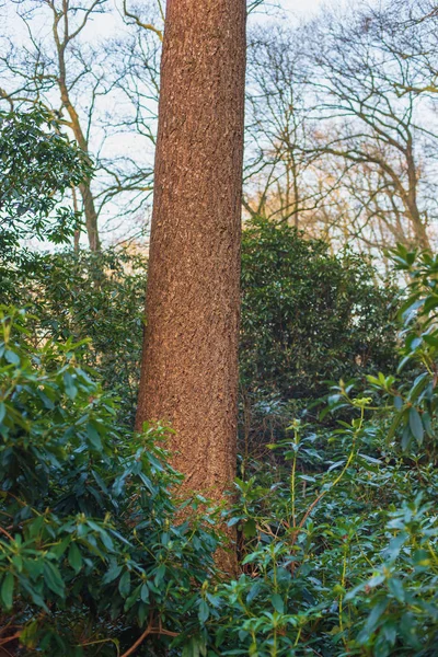 Tronco d'abete tra rododendri nella foresta . — Foto Stock