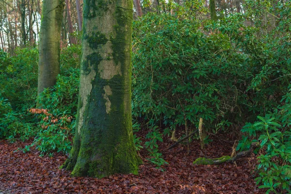 Moosiger Stamm zwischen Rhododendrons und abgefallenen braunen Blättern. — Stockfoto