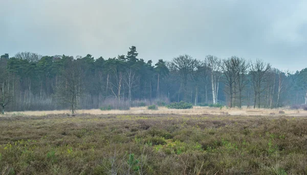 Misty heathland in winter under grey cloudy sky. — Stock Photo, Image