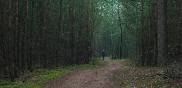 Une femme marche sur le sentier dans la forêt de sapins sombres . — Photo