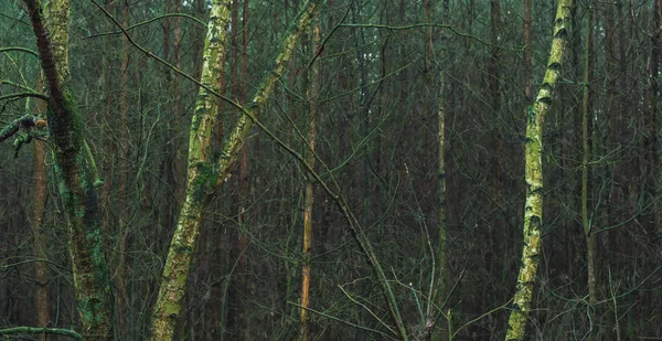 Birch trunks in dark winter fir forest. — 스톡 사진