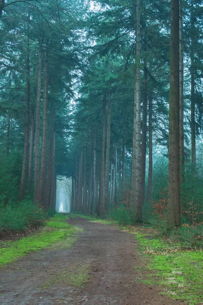 Estrada de terra na floresta de abeto nebuloso . — Fotografia de Stock