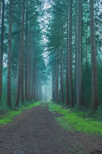 Estrada de terra na floresta de abeto nebuloso . — Fotografia de Stock