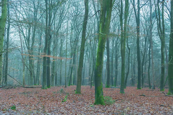 雾中的蚊子树干，地面覆盖着褐色落叶 — 图库照片