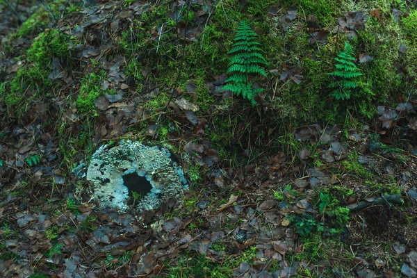 Dead trunk with lichen overgrown by moss and ferns. — Stock Photo, Image