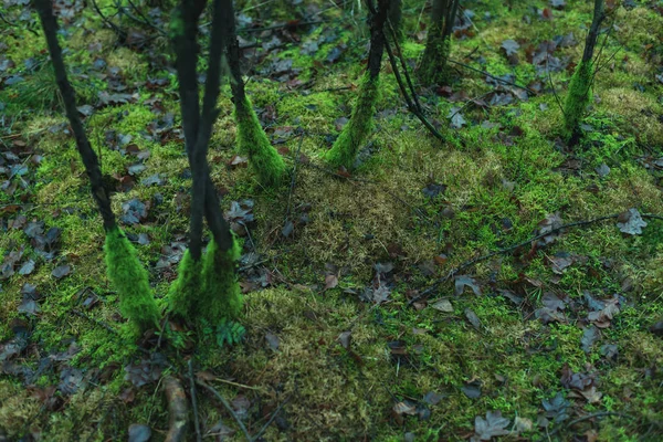 Kmeny mladých stromů s mechem v mechem lesní půdě. — Stock fotografie