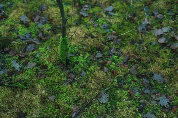 Yosunlu orman zemininde yosunlu genç ağaç gövdeleri. — Stok fotoğraf