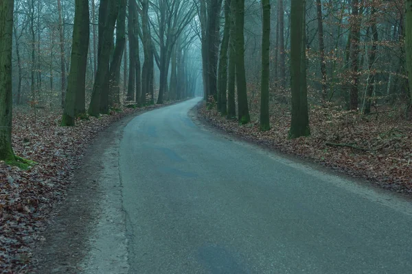Strada vuota in una nebbiosa foresta invernale . — Foto Stock