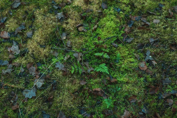被苔藓和一些蕨类以及落下来的褐色所覆盖的森林 — 图库照片