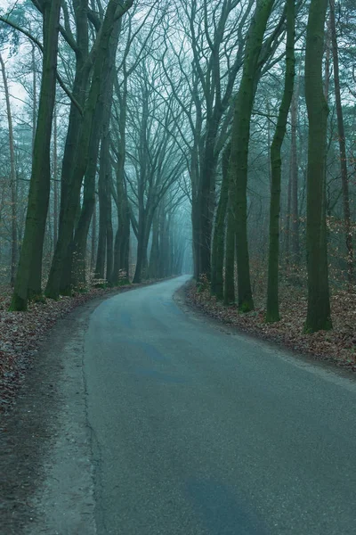 Estrada vazia em uma floresta nebulosa de inverno . — Fotografia de Stock