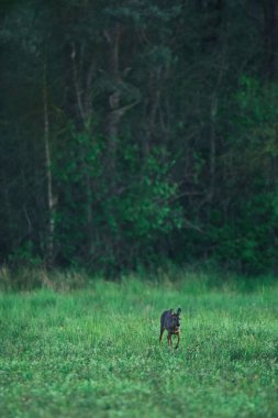Genç dişi yumurta geyiği orman kenarındaki taze çayırlarda otluyor..
