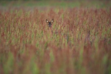 Baharın başlarında uzun otların arasında dişi geyik yumurtası.