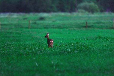 Alacakaranlık sırasında kırsal alanda dişi geyik yumurtası.