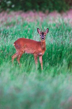 Baharda uzun otların arasında genç çaylak.