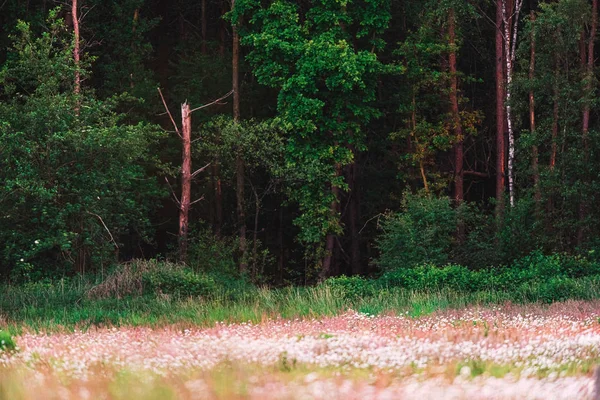 Bloeiende madeliefjes in weide aan de rand van het bos. — Stockfoto